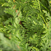 Thuja pl. 'Atrovirens' 150-175 cm met kluit