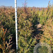Thuja pl. 'Excelsa' 150-175 cm met kluit