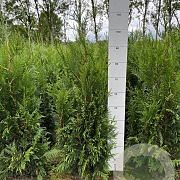 Thuja pl. 'Martin' 80-100 cm met kluit