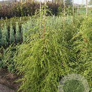 Tsuga canadensis 100-125 cm met kluit