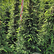 Tsuga canadensis 150-175 cm met kluit