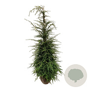 Tsuga canadensis 175-200 cm met kluit extra