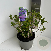 Hydrangea macrophylla 35-45 cm P23