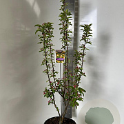 Malus 'Golden Hornet' 150-175 cm P27
