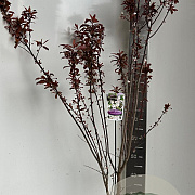 Prunus cer. Crimson Pointe 150-175 cm P27