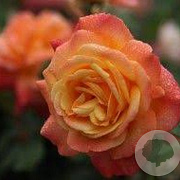 Rosa (K) 'Shining Beauty' A kwaliteit wortelgoed vanaf 2 tak