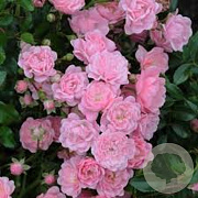 Rosa 'The Fairy'  wortelgoed stam
