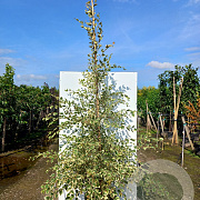 Betula nigra 'Shiloh Splash' 200-250 cm 50L beveerd 