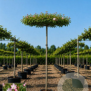 Malus 'Hyslop' 14-16 HO draadkluit 220 cm stam dakvorm