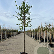 Parrotia persica 12-14 HA 15L