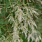 Tamarix 'Hulsdonk White' 250-300 cm 40L solitair