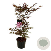 Acer pal. 'Atropurpureum' 80-100 cm 10L