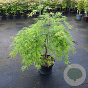 Acer pal. 'Dissectum' 60-80 cm 10L