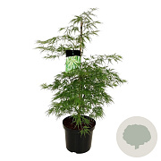 Acer pal. 'Dissectum' 80-100 cm 10L