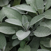 Salvia off. 'Würzburg' GM P9