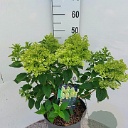 Hydrangea pan. 'Limelight' 50-60 cm 7,5L