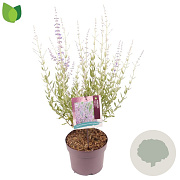 Perovskia atripl. 'Little Spire' 30-40 cm 3,0L