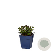 Ajuga reptans 'Atropurpurea' GM  P11