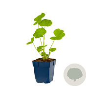 Alcea r. 'Pleniflora' GM  P11