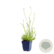 Catananche caerulea 'Alba' GM  P11