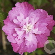 Hibiscus syr. Purple Ruffles 100-125 cm 20L