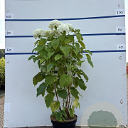 Hydrangea a. 'Annabelle' 60-80 cm 7,5L