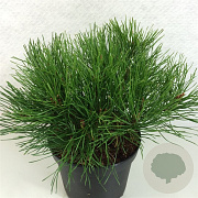 Pinus mugo pumilio 15-20 cm 2,0L