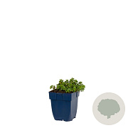 Sedum spurium 'Album' GM  P11