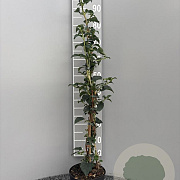 Hydrangea anomala petiolaris 80-100 cm 3,0L