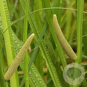Acorus calamus GM P9