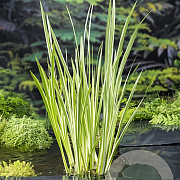 Acorus calamus 'Variegatus' GM M19