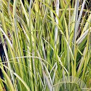 Acorus gramineus 'Ogon' GM P9