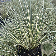 Acorus gramineus 'Variegatus' GM M19