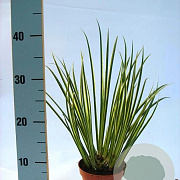 Acorus gramineus 'Variegatus' GM P9