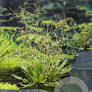 Alisma lanceolatum GM plug