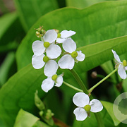 Alisma parviflorum GM P9