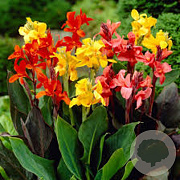 Canna GM plug