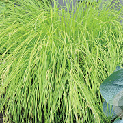 Carex elata 'Aurea' GM M23