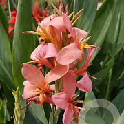 Canna erebus GM M23