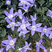 Campanula garganica 'Major' GM plug