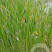 Carex nigra GM P9