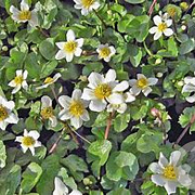 Caltha palustris alba GM plug