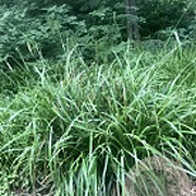 Carex pendula GM M23