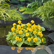 Caltha palustris 'Multiplex' GM M23