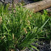 Carex pseudocyperus GM M19