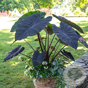 Colocasia 'Black Magic' GM P9