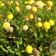 Cotula coronopifolia GM P9