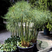 Cyperus papyrus GM M19
