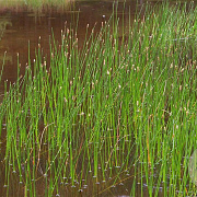 Eleocharis palustris GM M23