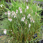 Eriophorum latifolium GM plug
